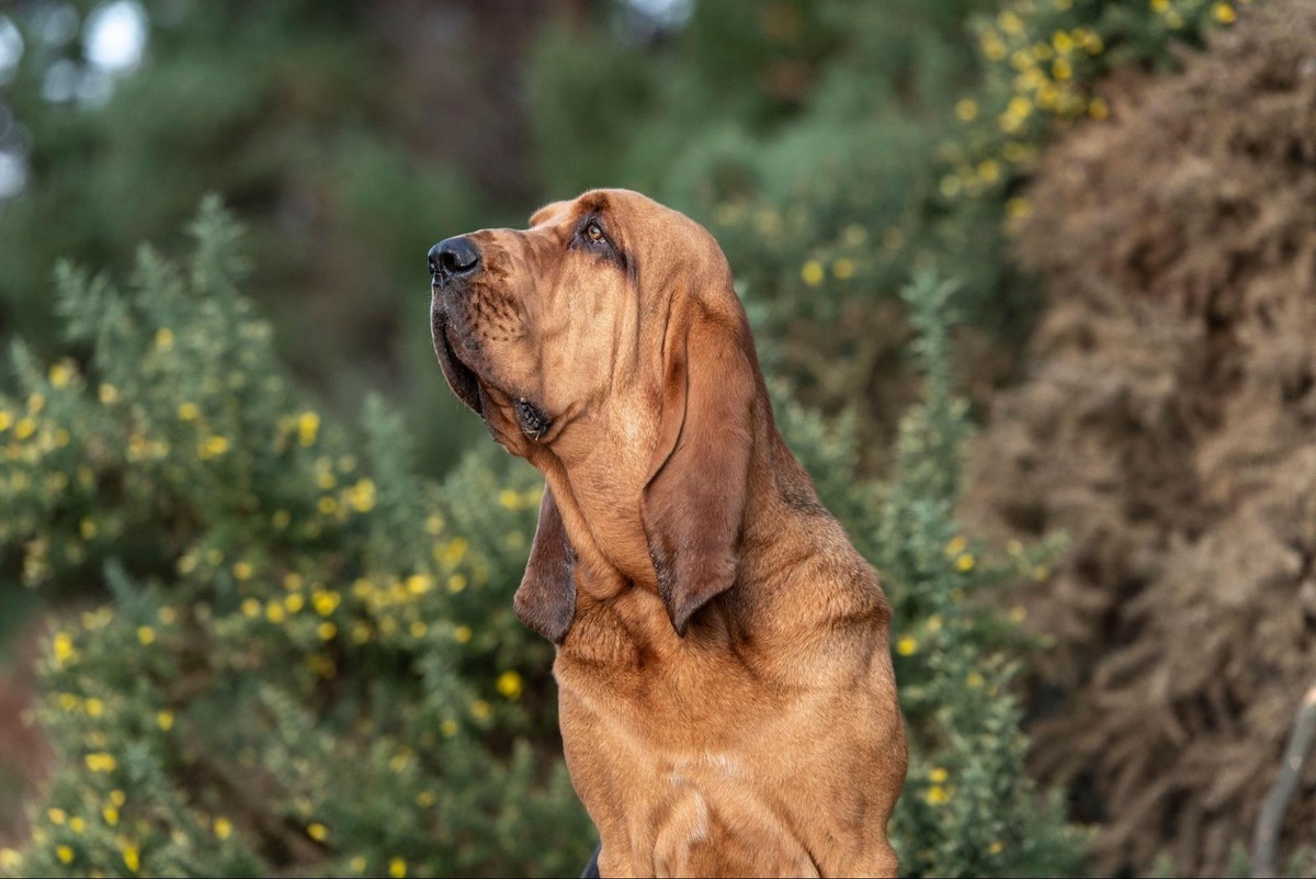    Мудрость веков отражается в глазах бладхаунда