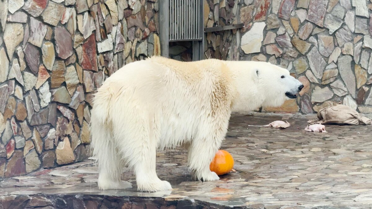    Фото: Ленинградский зоопарк