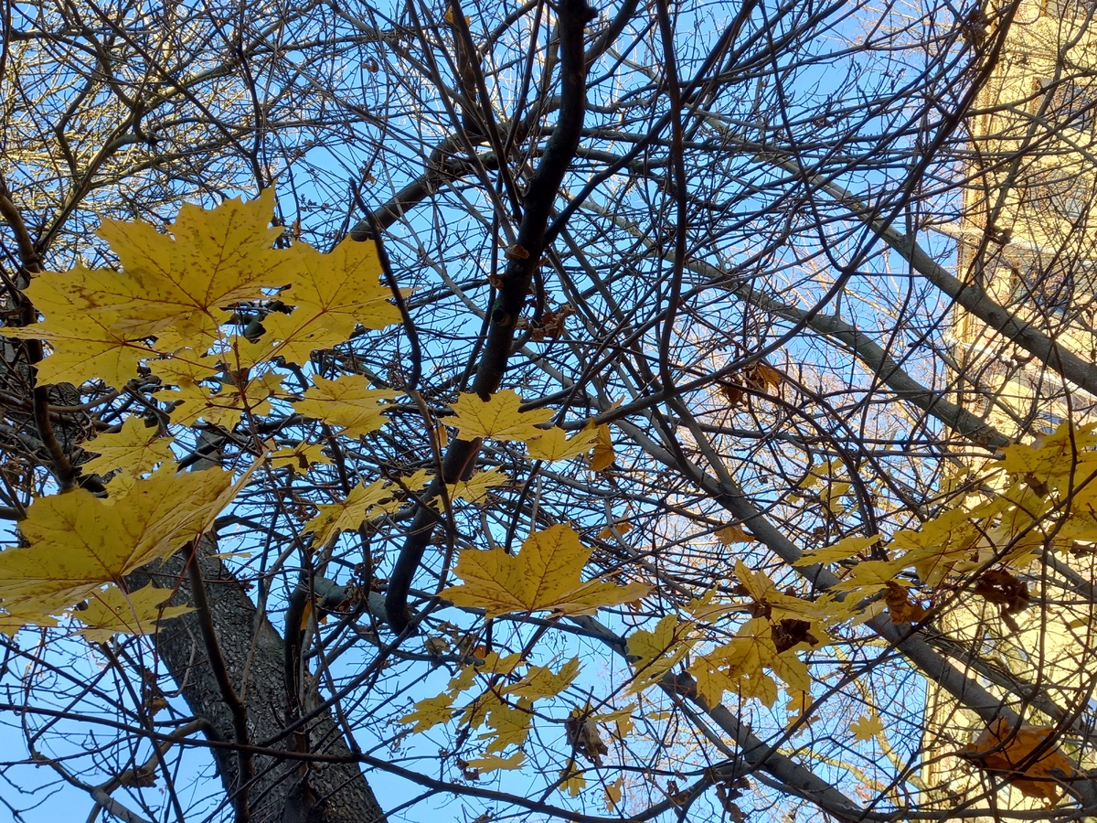 Ещё одну надо было бы добавить, но проливной дождь не фотографировала...
