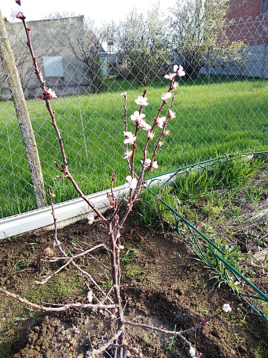 Весна 2021 года. Первое цветение абрикоса Крымский Амур. 