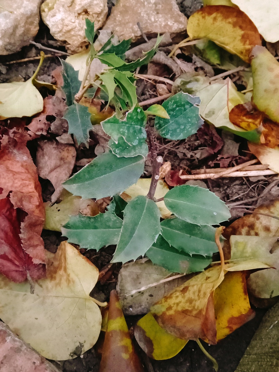 Паддубчики))