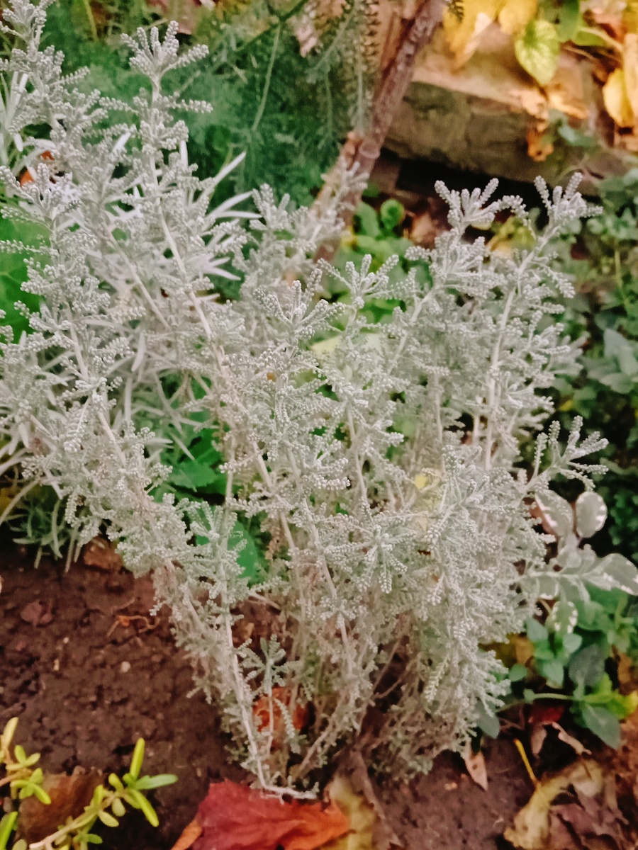 Сантолина серебристая