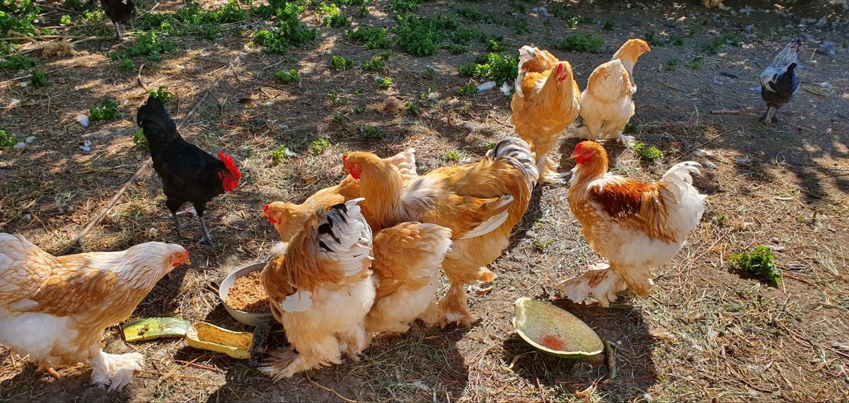 Вот такие красавицы живут в моём хозяйстве