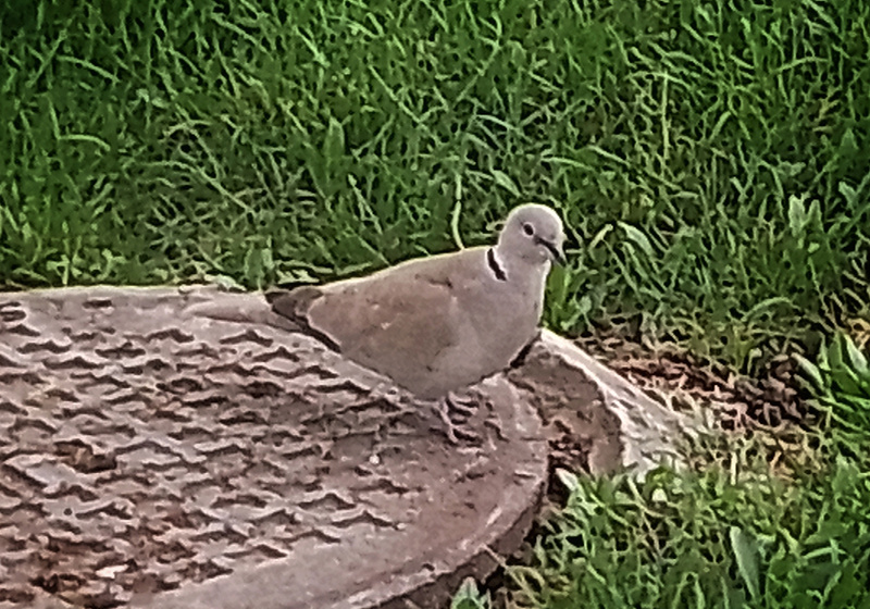 Кольчатая голица (Streptopelia decaocto). Шымкент.