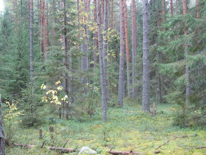 Сосна обыкновенная – дерево уникальное