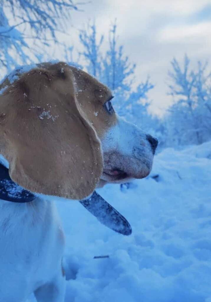    Фото: Светлана Примакова Веселовские вести