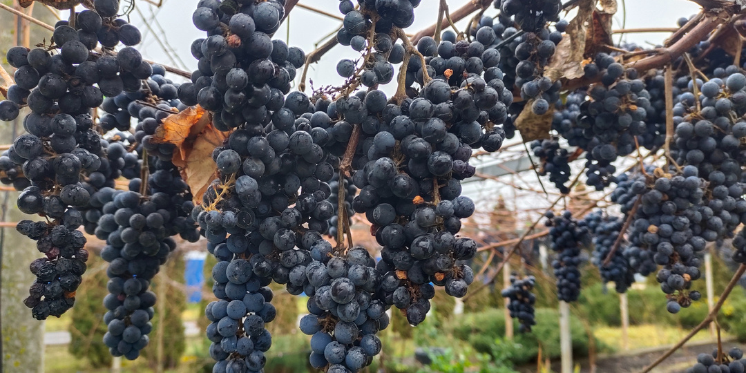 Ещё немного мыслей о северном виноделии