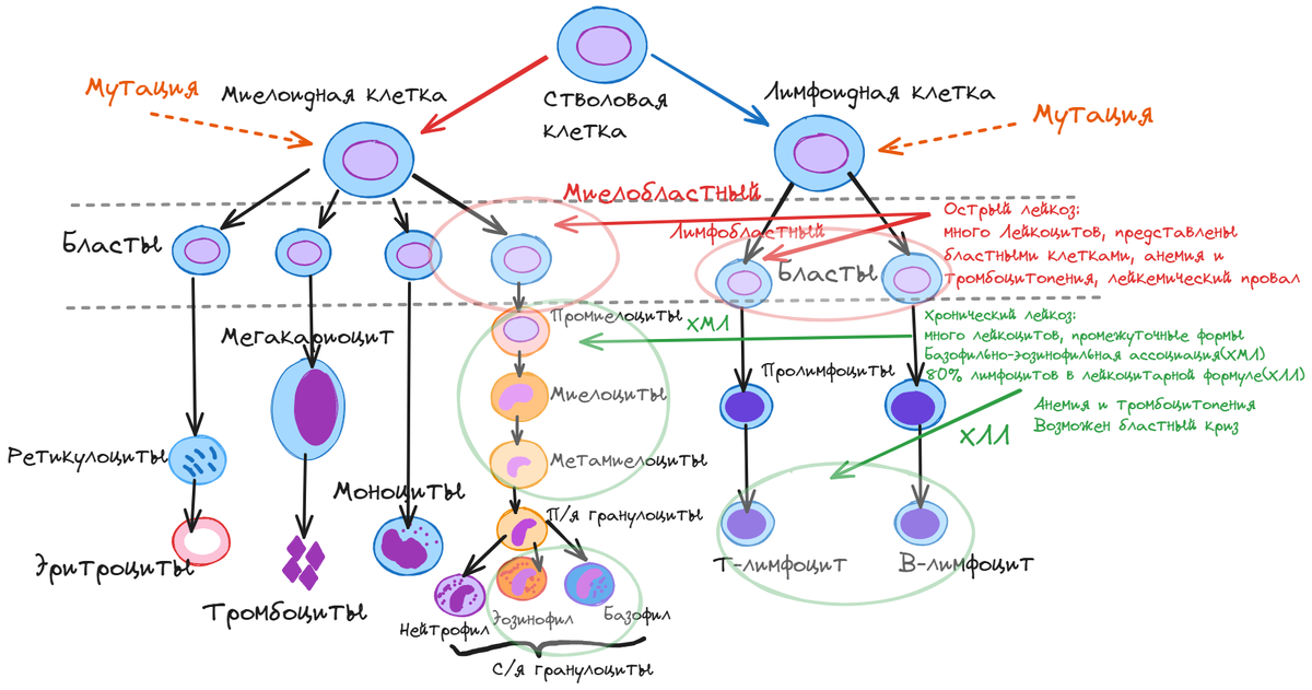 Схема кроветворения, упрощенный вариант. Отражено, из чего исходит острый и хронический лейкоз.