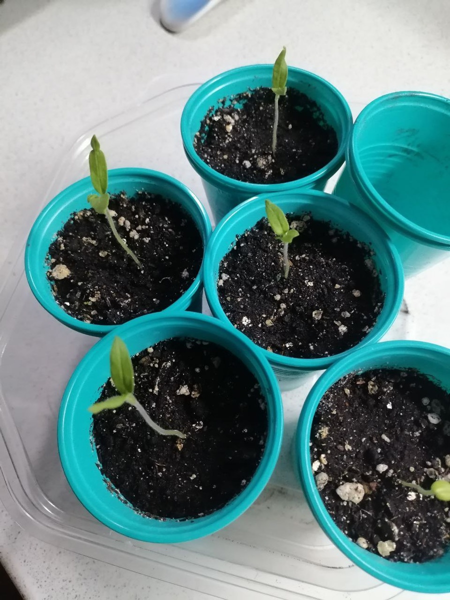 Рассада помидоров нового сезона