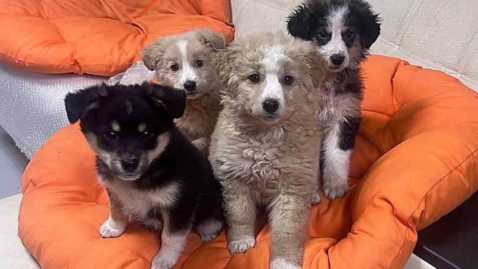 ✨ Четыре ангелочка в поисках земного рая! ✨ Подарите дом спасенным малышам! 💖