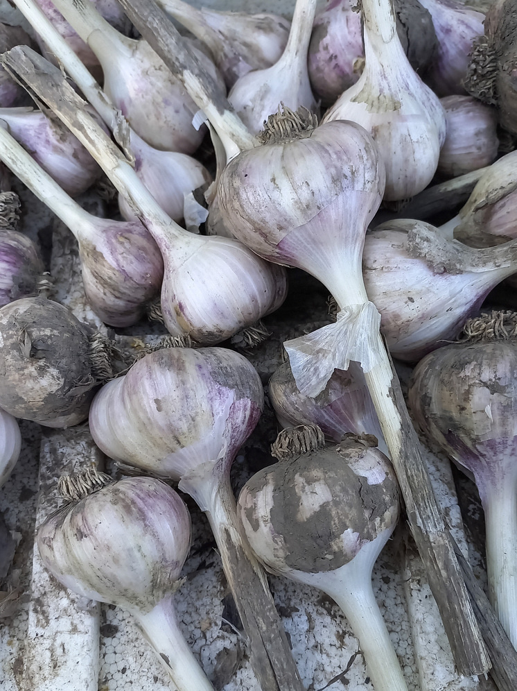   Геннадий Черкасов