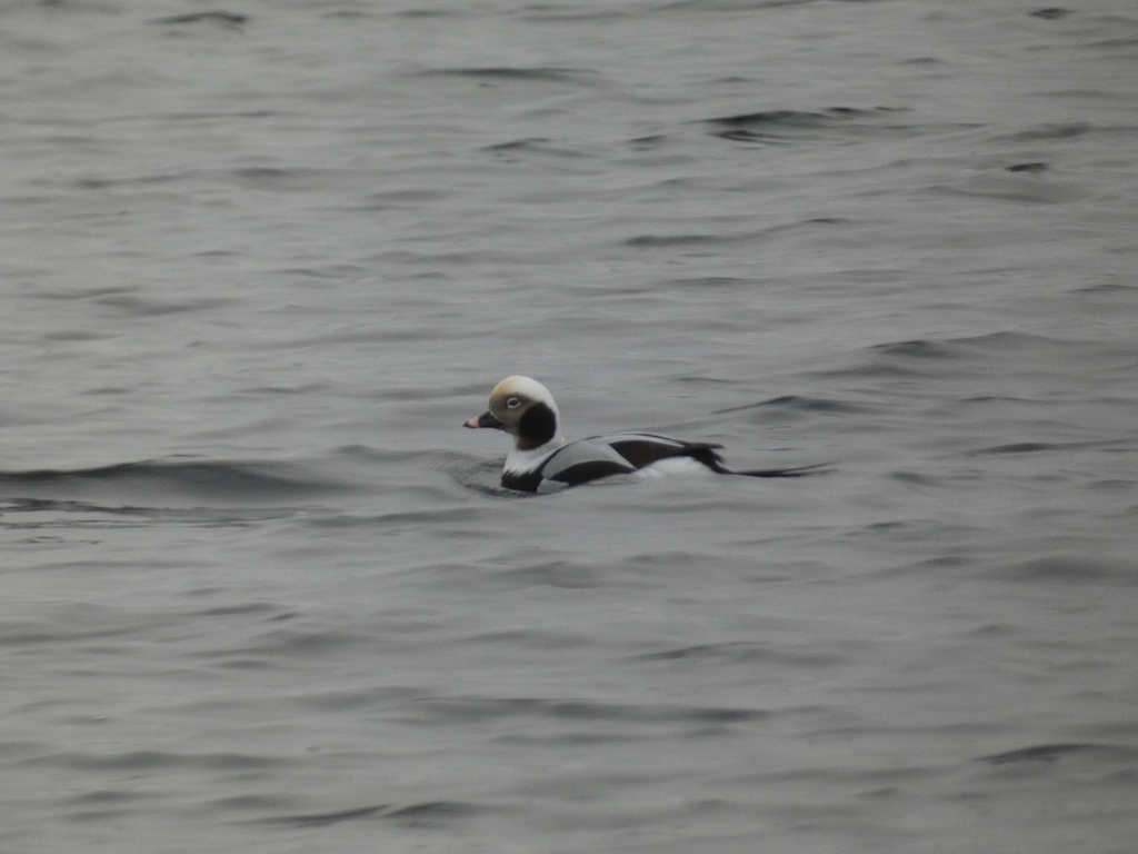 морянка. Это самец в зимнем наряде