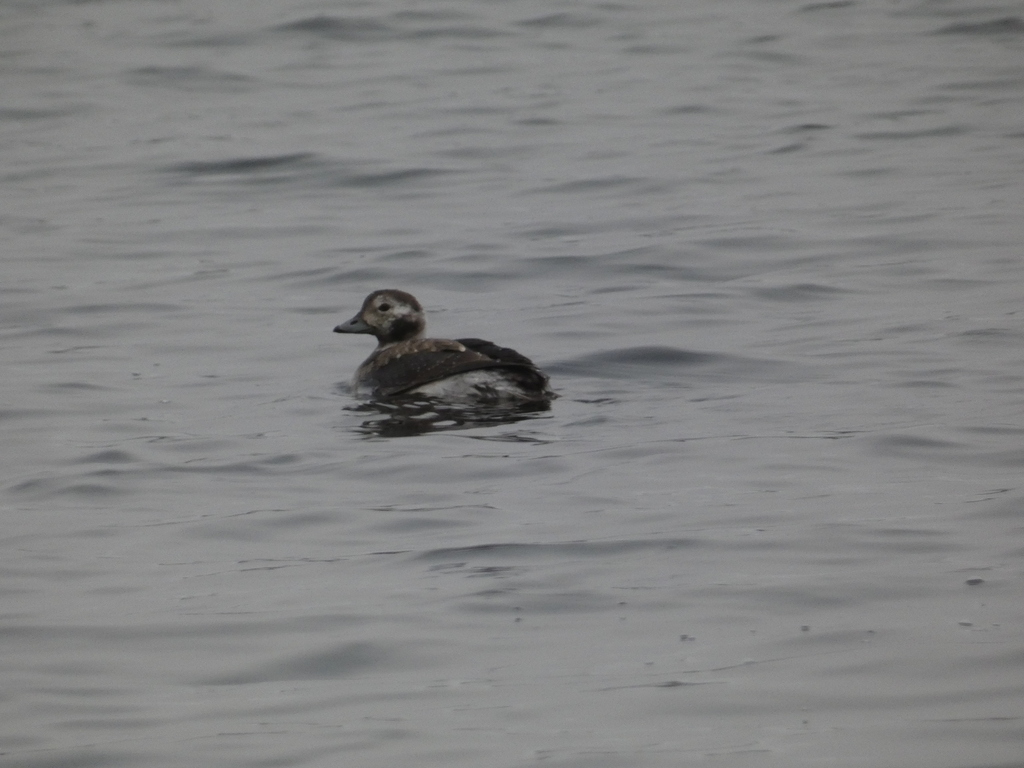 морянка. Это самка