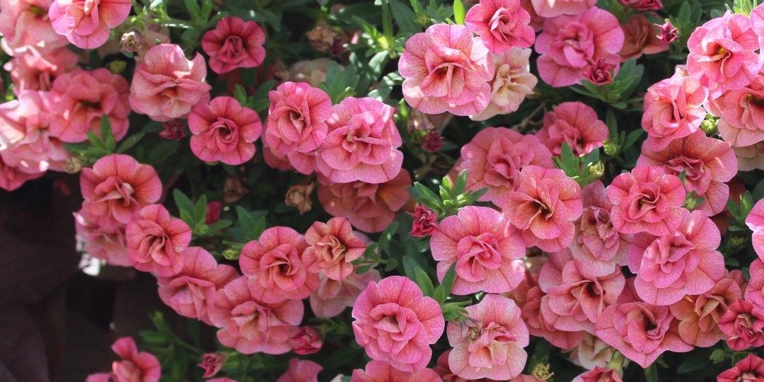 Прости, петуния, нам нужно расстаться: 5 цветов, которые украли мое сердце в этом сезоне