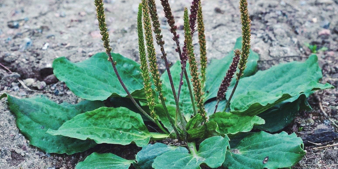 Обычный подорожник: забытый эликсир молодости, который всегда под ногами