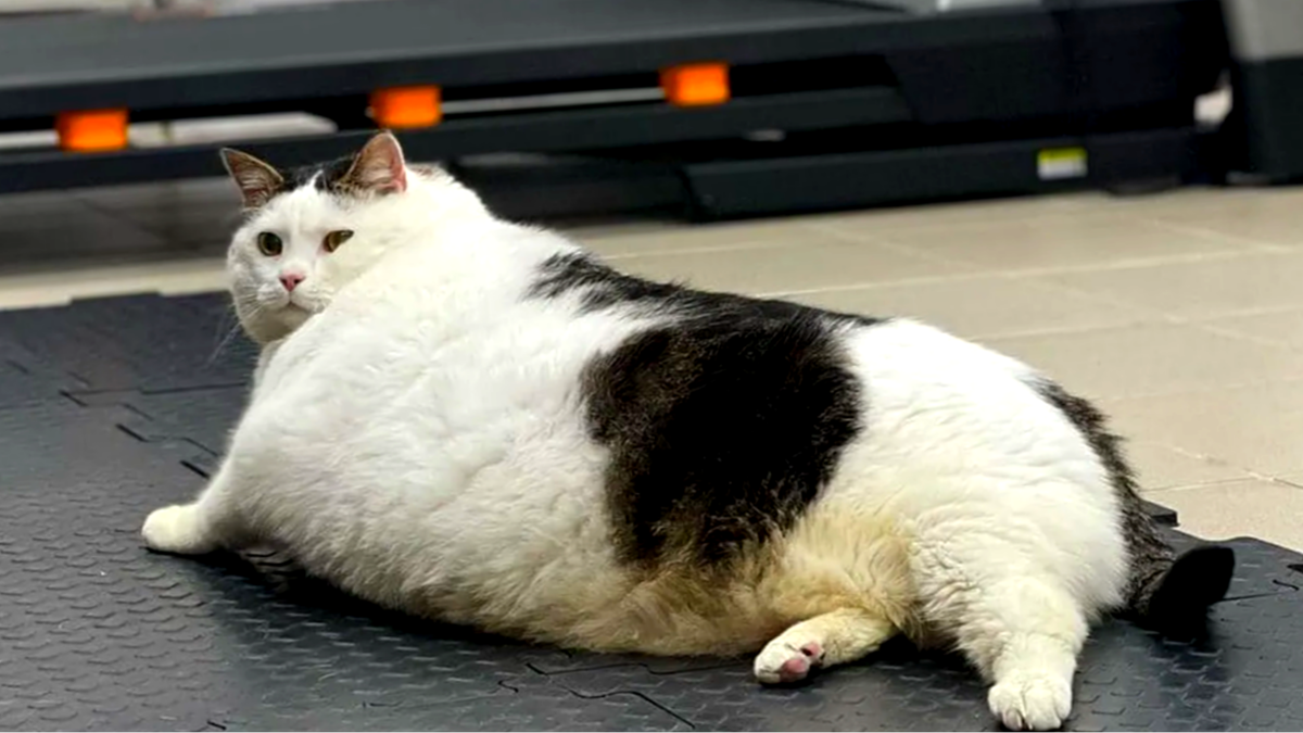 Знакомьтесь - это Перышко! Известный в интернете кот. Когда он попал в приют - весил 19.6 кг. Никто не знал, где он "наел" свои кило, а хлопоты по "похудению" достались новой хозяйке