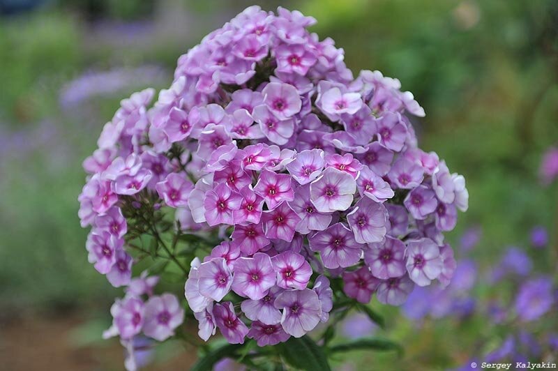 Флокс метельчатый 'Муза'