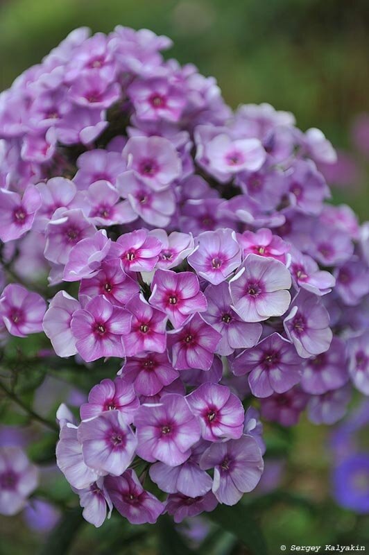 Флокс метельчатый 'Муза'