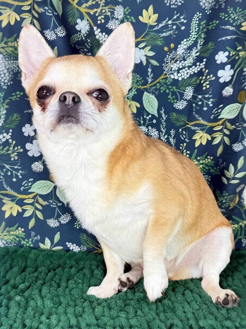 Маленькая собачка из приюта Домик Мелкашей ищет дом