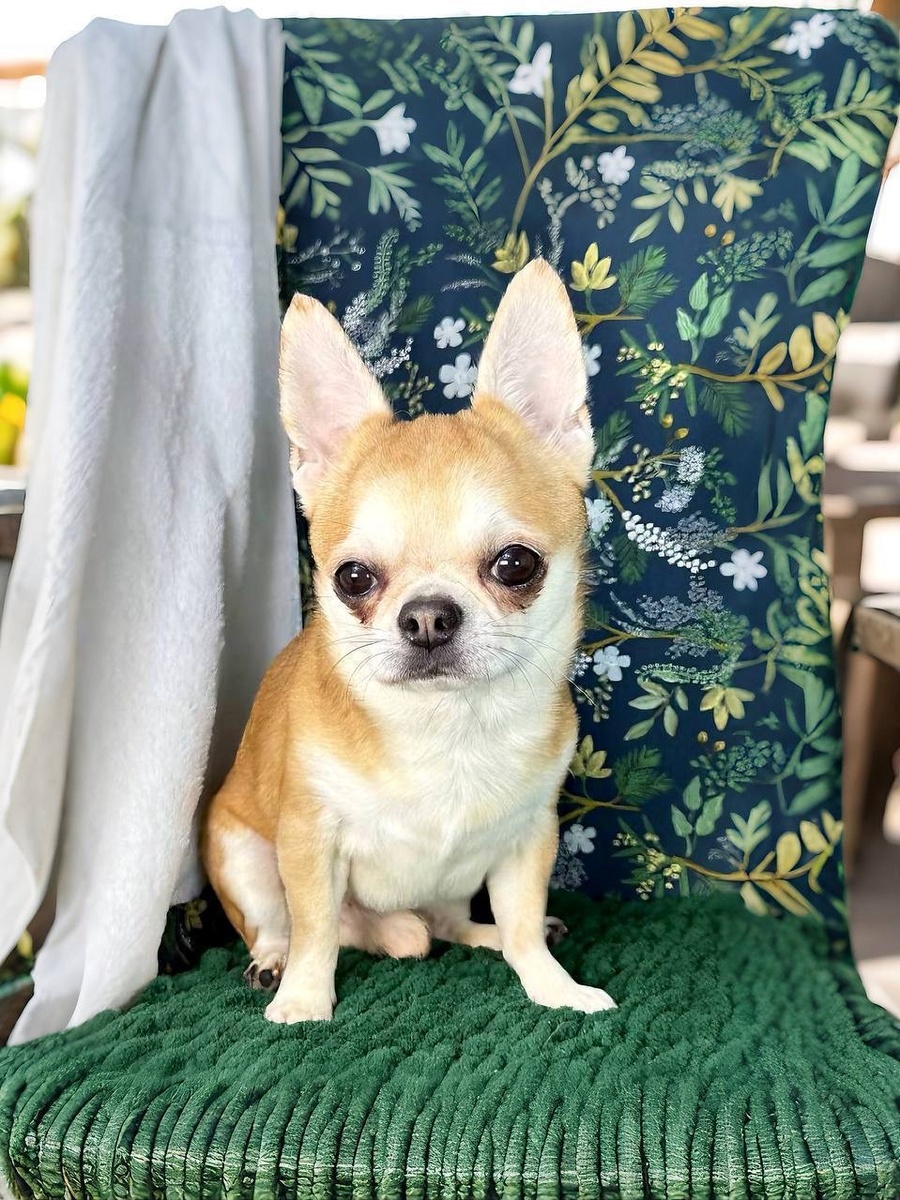 Маленькая собачка из приюта Домик Мелкашей ищет дом