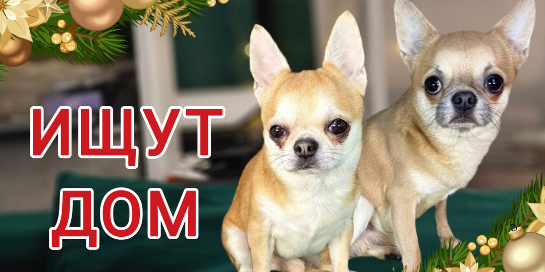 Оазис и Ленивец ИЩУТ ДОМ! Парни живут в приюте и ждут встречи со своей новой семьей💙