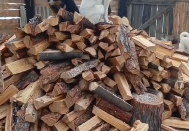 Всего 155 рублей на счету приюта! Пустой карман и ожидание голода!