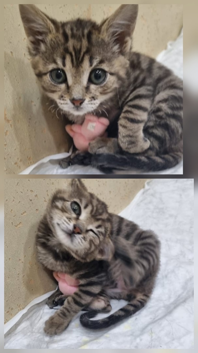 Это кошка поимени мышка, Наташа ее выкормила с соски с новорожденности.