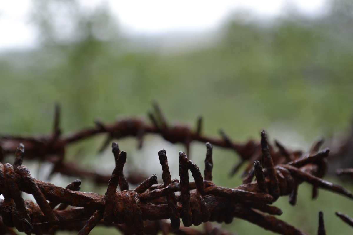 До сих пор колючая!