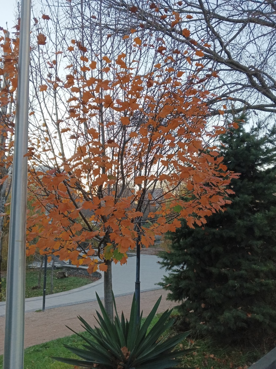 Облетают листья. Фото Галины Малышевой.