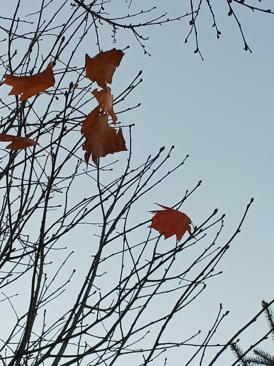 На этом дереве осталось очень мало листьев. Фото Галины Малышевой.