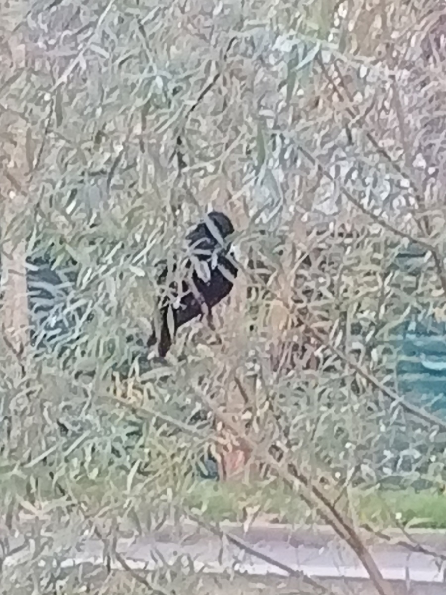 Ворон спрятался в остатках листвы. Фото Галины Малышевой.