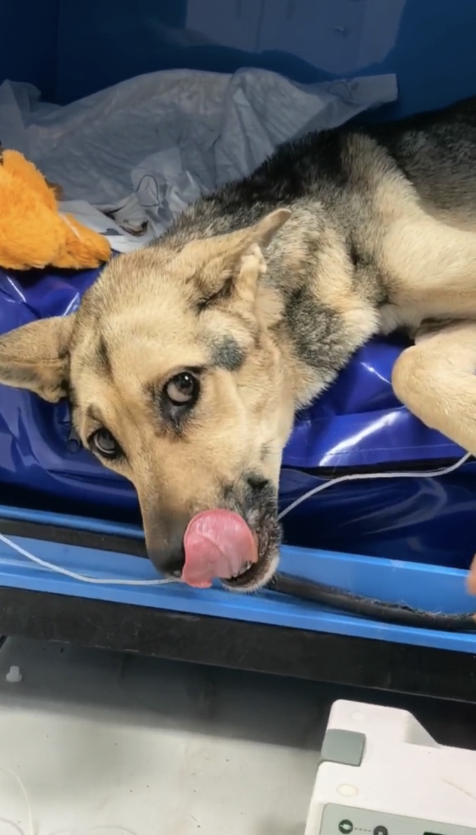 Никиному аппетиту можно позавидовать. Фото из архива автора