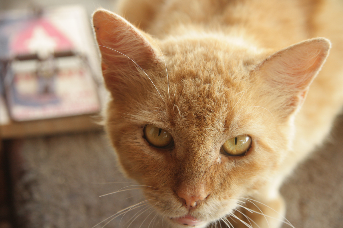 фото: https://pxhere.com/ru/photo/772314?utm_content=shareClip&utm_medium=referral&utm_source=pxhere