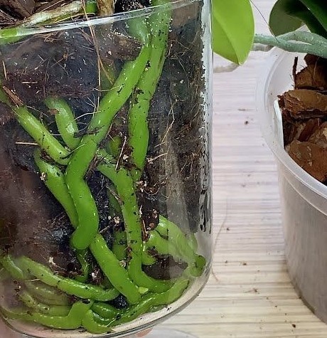 Корни напитанные водой.