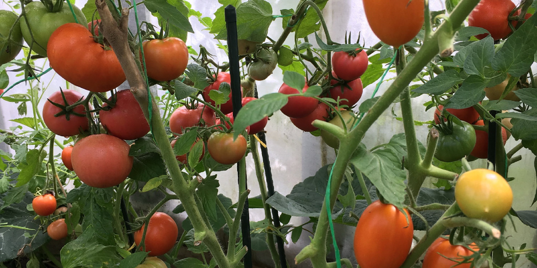 Вкусные томаты- у меня свое мнение.