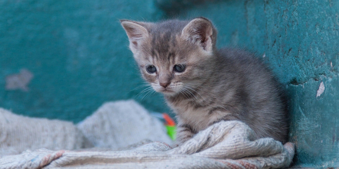 Котик Васька