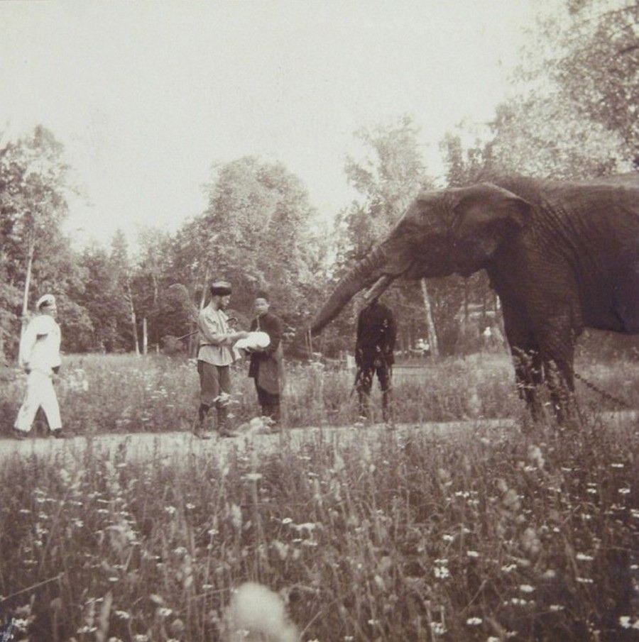  Император Николай II выгуливает своего слона в Царскосельском парке, Российская империя, 1905 год. 👍👍👍  