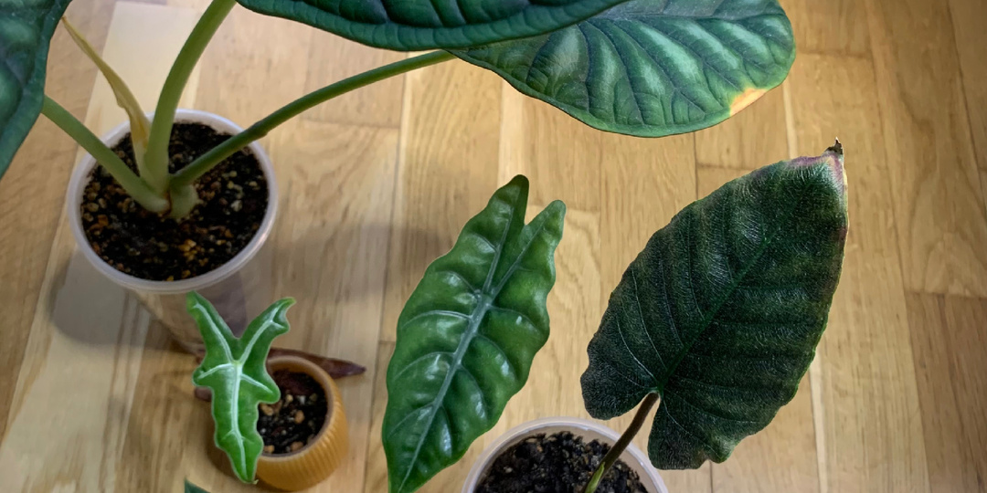 Почему алоказия держит мало листьев