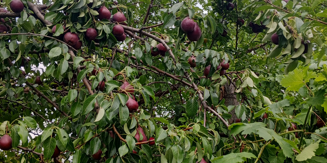 Вопросы к груше