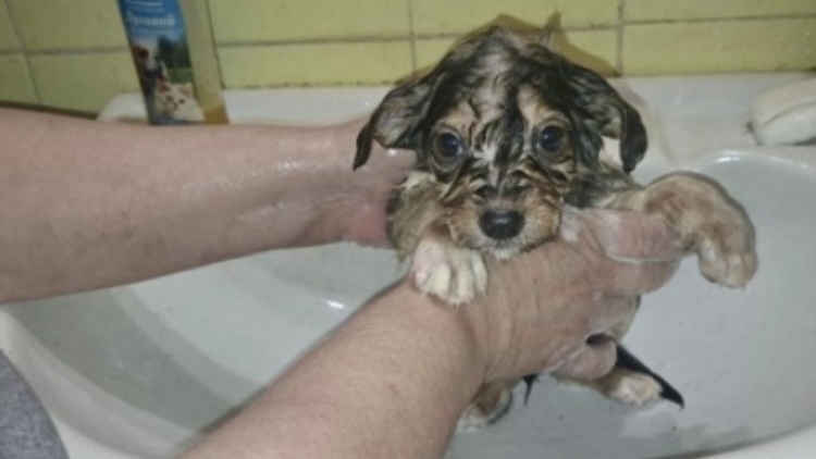 Не все щенки дождались спасения. Опасны ли куриные блохи?