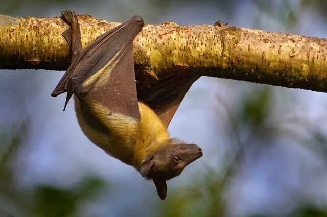    К чему снится летучая мышь?