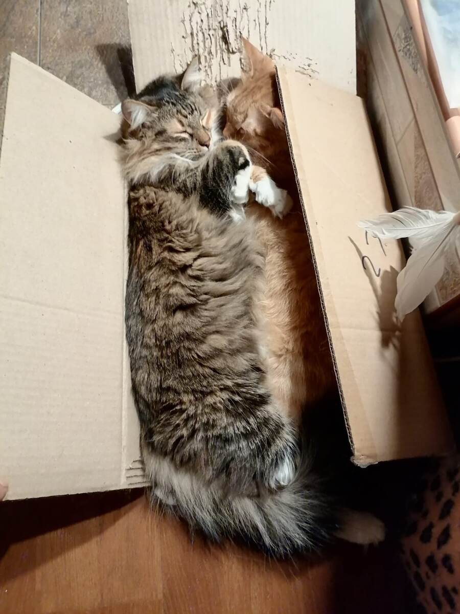 Уснула примерно, как коты, вечно самые уставшие)) 