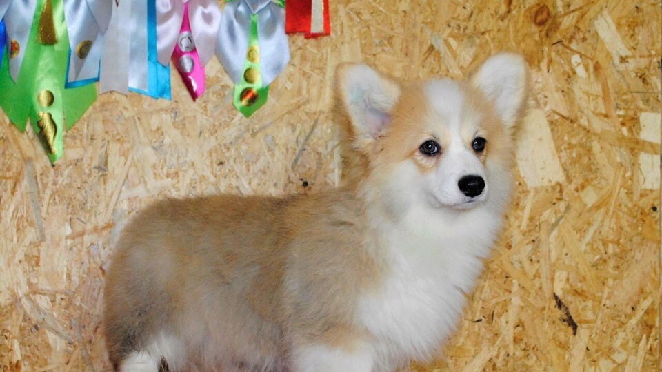 Как я стала счастливой хозяйкой корги пемброк или почему не кардиган?