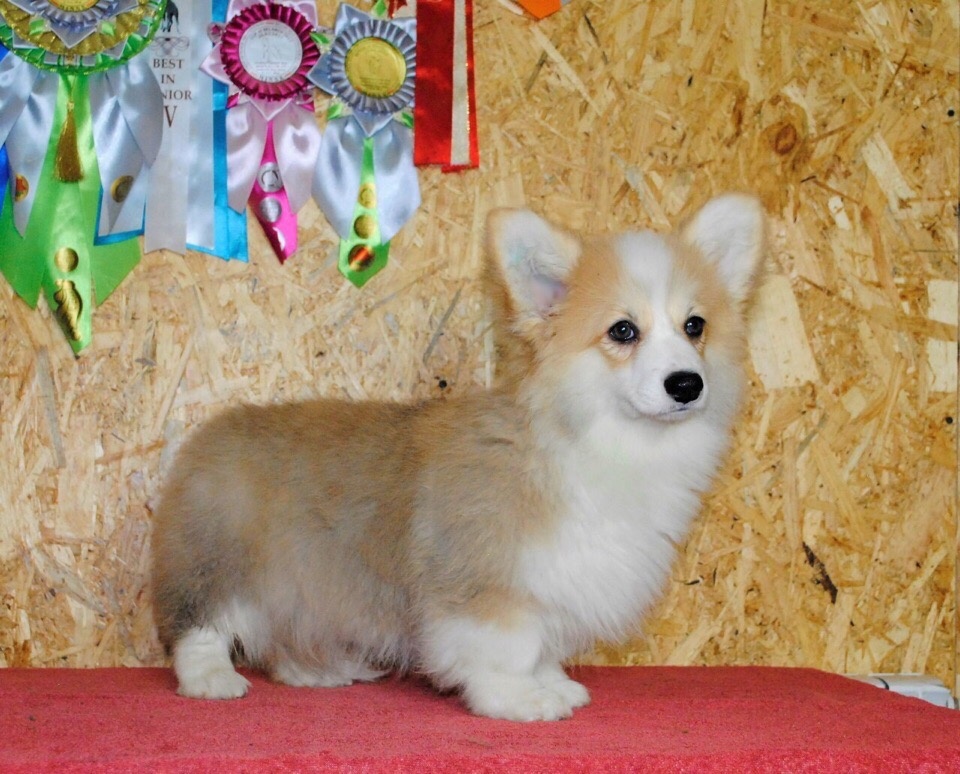 Мой будущий хвостик (фото заводчицы)