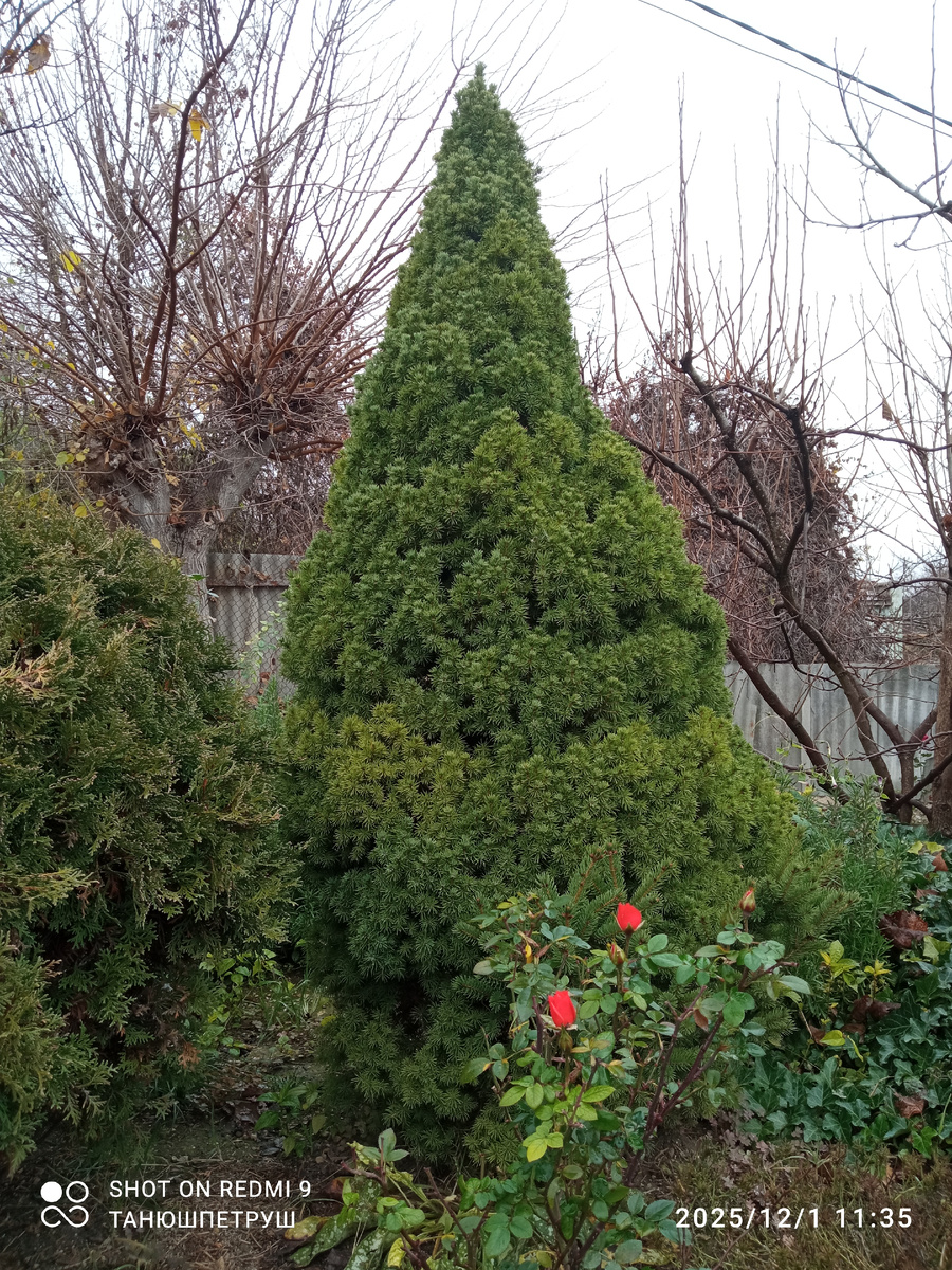 Сейчас моя коника уже вот такая. Фото автора.