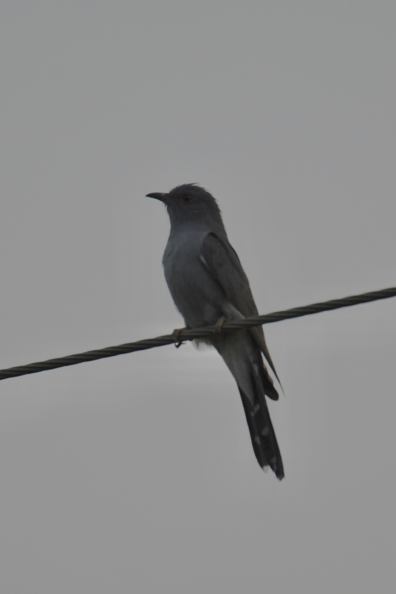 Также ее еще называют плачущей кукушкой