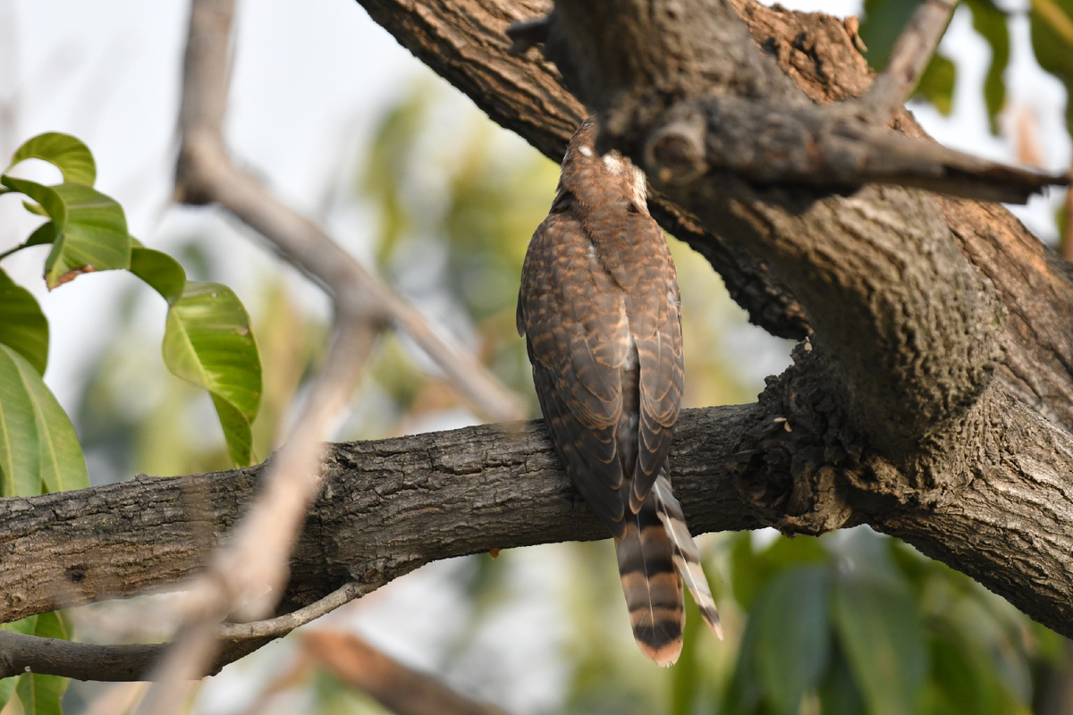 По ее окрасу и хвосту можно подумать, что это какой-либо небольшой хищник, название свое она как раз и получила из-за сходства с ястребиными
