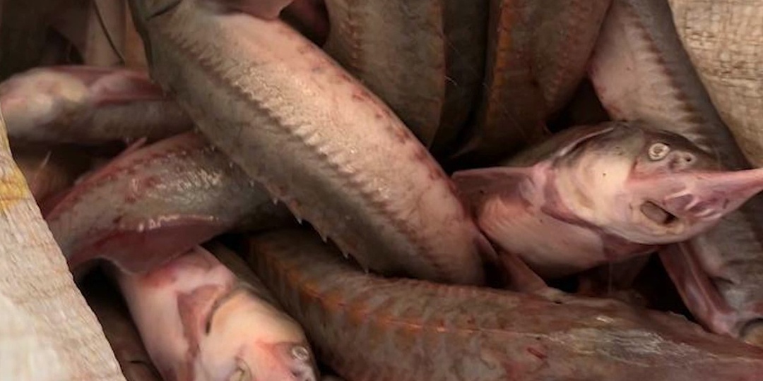 Отдыхавшие на Волге туристы нашли в кустах мешки с осетрами и черной икрой