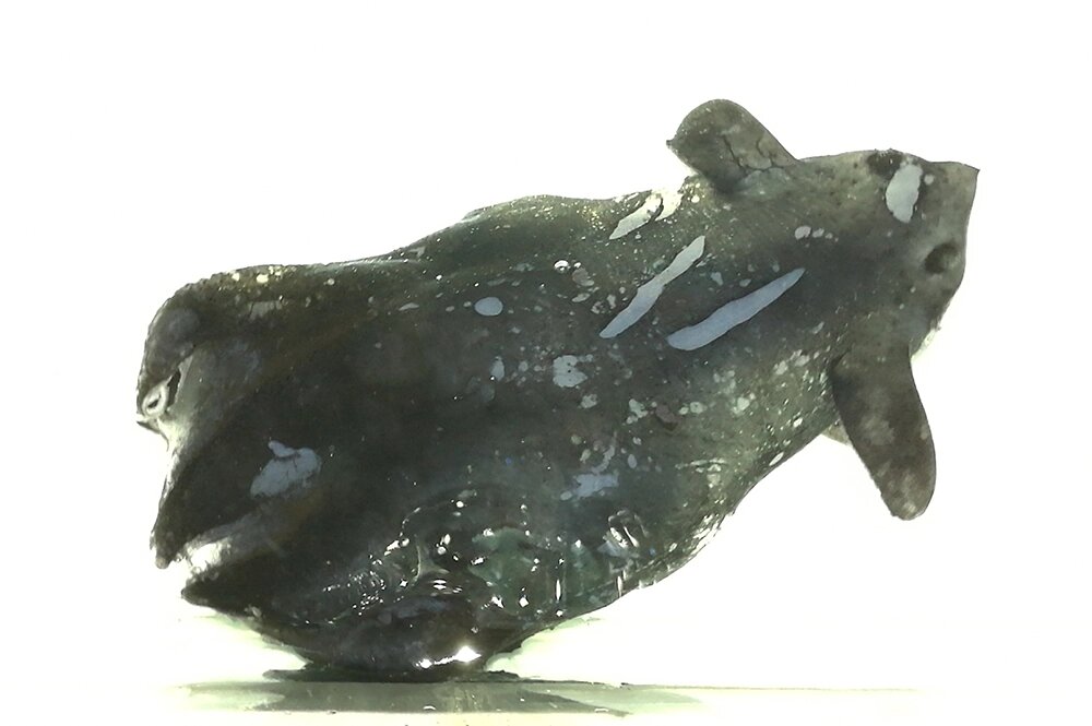    Экземпляр, похожий на Vampyroteuthis infernalis, пойманный в сентябре 2016 года на глубине от 800 до 1000 метров в Южно-Китайском море. Фото: www.globallookpress.com/ Ma Xiaocheng