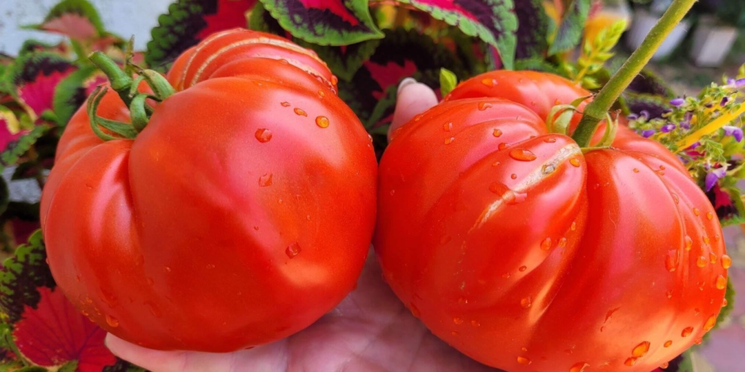 Вырастил 7 сортов томатов, которые все поголовно хвалят. Делюсь, что мне понравилось, а что нет